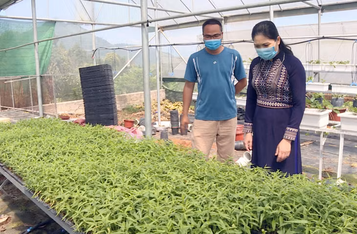 Đồng chí Nguyễn Thị Tuyết Hạnh, Phó Bí thư huyện ủy, Chủ tịch UBND huyện Bình LIêu thăm vườn hoa Cao Sơn