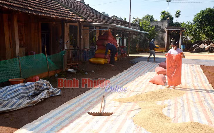 Các thành viên gia đình anh Điểu Chiêng phơi lúa mới thu hoạch
