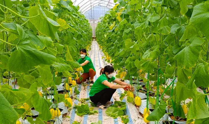 Khu công nghệ cao sản xuất dưa lưới, rau an toàn tại xã Quảng Tân của Công ty CP Thương mại và Xây dựng Đầm Hà.