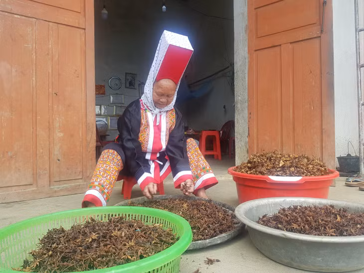 Đồng bào DTTS thị trấn Bình Liêu, huyện Bình Liêu sơ chế hoa hồi.