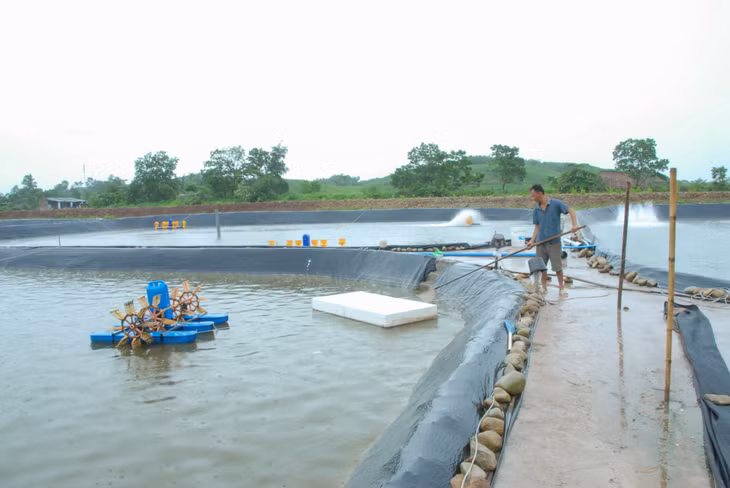 NTTS là sinh kế hiệu quả giúp người dân các xã khu vực ven biển của huyện Đầm Hà nâng cao thu nhập, ổn định cuộc sống.