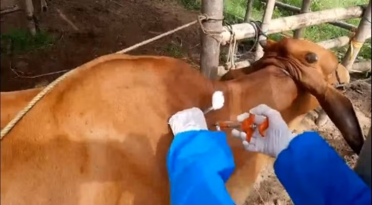 Sử dụng vaccine VDNC để tiêm phòng cho đàn trâu, bò là giải pháp tốt nhất, hiệu quả nhất và chi phí thấp nhất trong công tác phòng, chống dịch bệnh Sử dụng vaccine VDNC để tiêm phòng cho đàn trâu, bò là giải pháp tốt nhất, hiệu quả nhất và chi phí thấp nhất trong công tác phòng, chống dịch bệnh