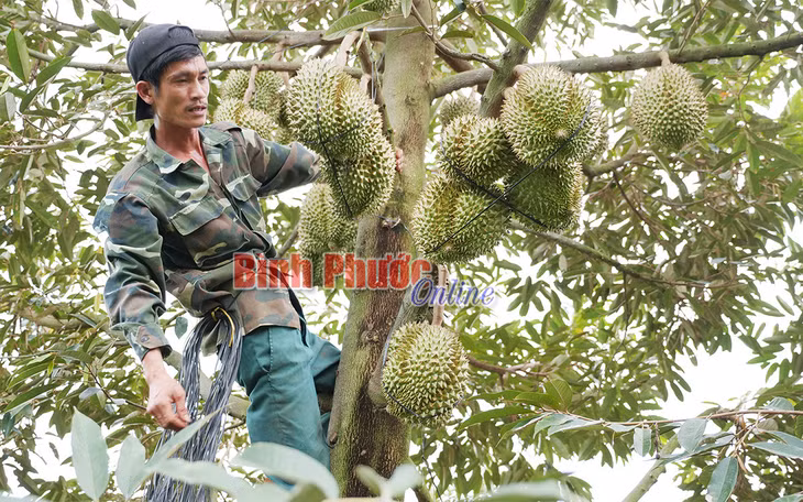 Nhà nông Nguyễn Tiến Đại, thành viên Hợp tác xã nông sản sạch xã Đồng Nai, huyện Bù Đăng neo buộc trái sầu riêng để chống rụng mỗi khi gặp thời tiết bất lợi