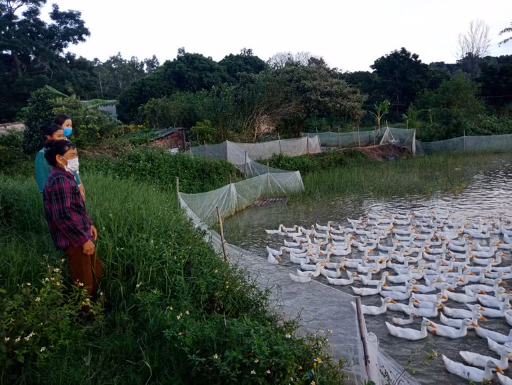 Bà Liên giới thiệu mô hình nuôi vịt của gia đình cho cán bộ Hội phụ nữ huyện, xã.