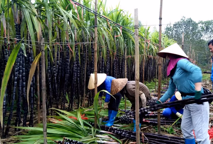 Người dân xã Quảng Chính, huyện Hải Hà, thu hoạch mía tím.