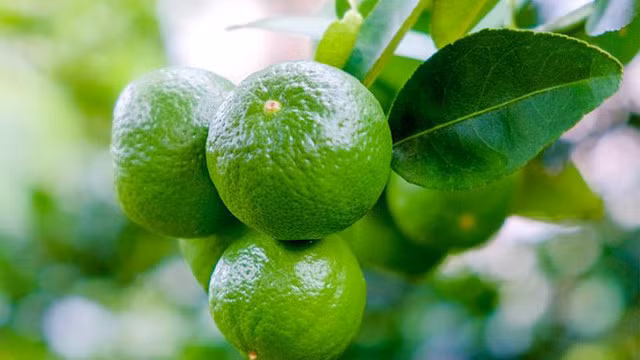 Hạn chế dùng chanh cho người sợ lạnh, sợ gió...