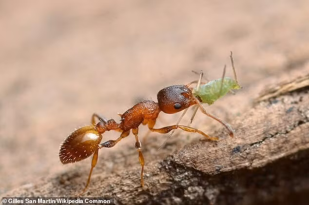 Kiến Temnothorax bất tử: Cái giá kinh hoàng phải trả cho liều thuốc trường sinh - Ảnh 1.