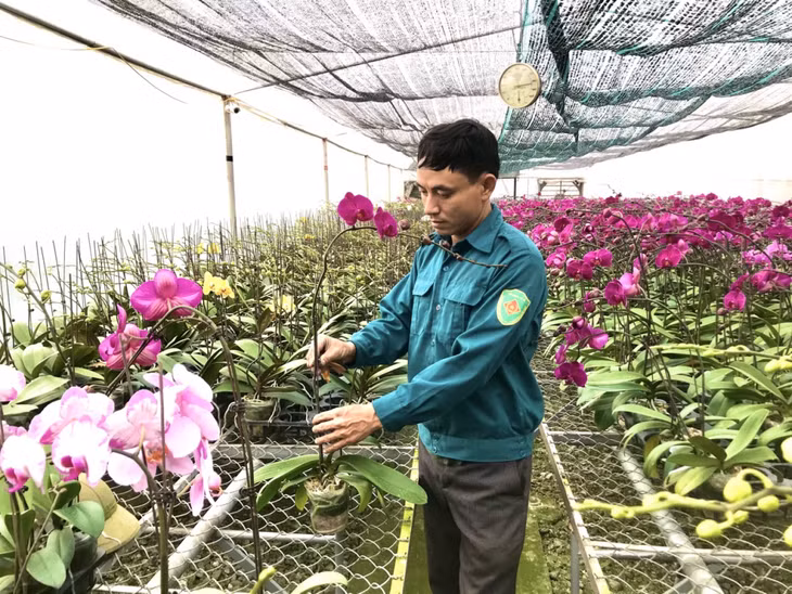 Các hộ trồng hoa đã ứng dụng công nghệ canh tác mới và đưa nhiều giống hoa cao cấp vào trồng.