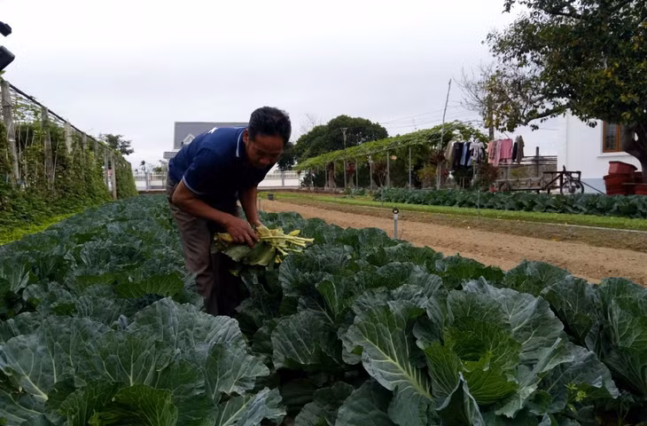 Nông dân xã Quảng Chính, huyện Hải Hà chăm sóc vườn mẫu.