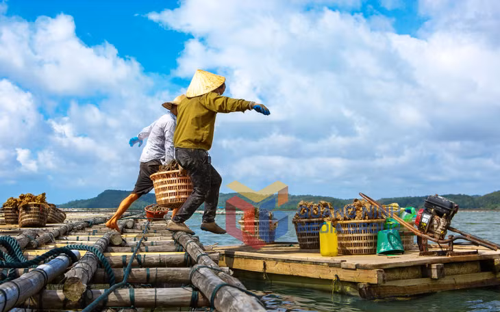 Thu hoạch hầu trên đảo Hoàng Tân - TX Quảng Yên. Ảnh: Nguyễn Long Giang