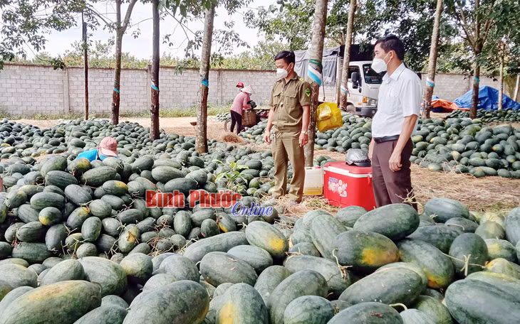 Chính quyền và lực lượng chức năng xã Thuận Phú giám sát, hỗ trợ thu hoạch dưa đảm bảo an ninh trật tự và phòng, chống dịch Covid-19