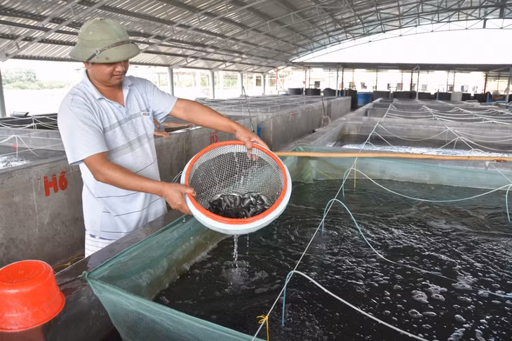 Sản xuất cá giống tại HTX Sản xuất và Nuôi trồng thủy sản Bắc Việt (xã Đầm Hà).