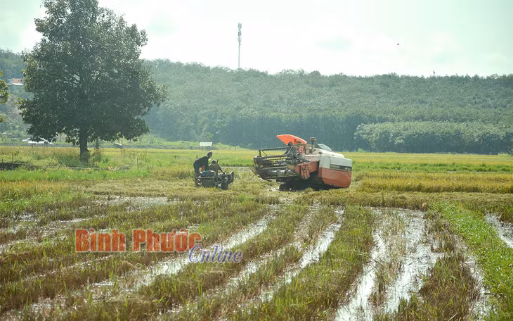 Người dân thôn Bù Cà Mau đã cơ giới hóa công đoạn thu hoạch lúa
