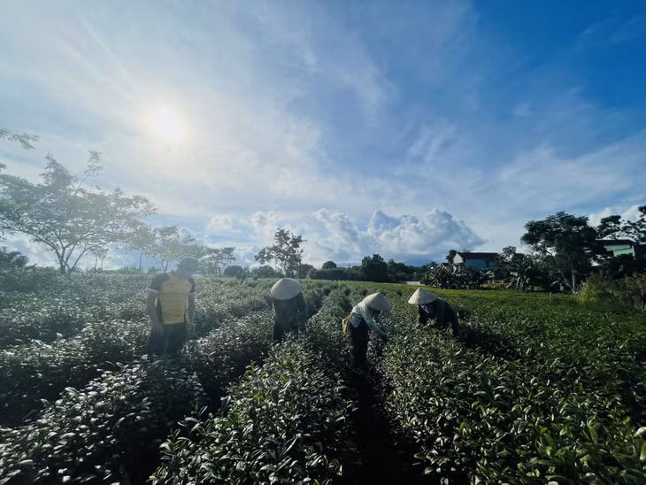 Đồng chí Bí thư Chi bộ, Trưởng thôn 7, xã Quảng Long, đi thăm, động viên các hộ trồng chè của thôn.