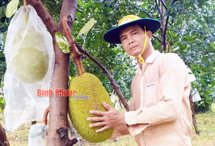 Anh Trần Văn Sáu giới thiệu mô hình trồng mít Thái siêu sớm cho hiệu quả kinh tế cao