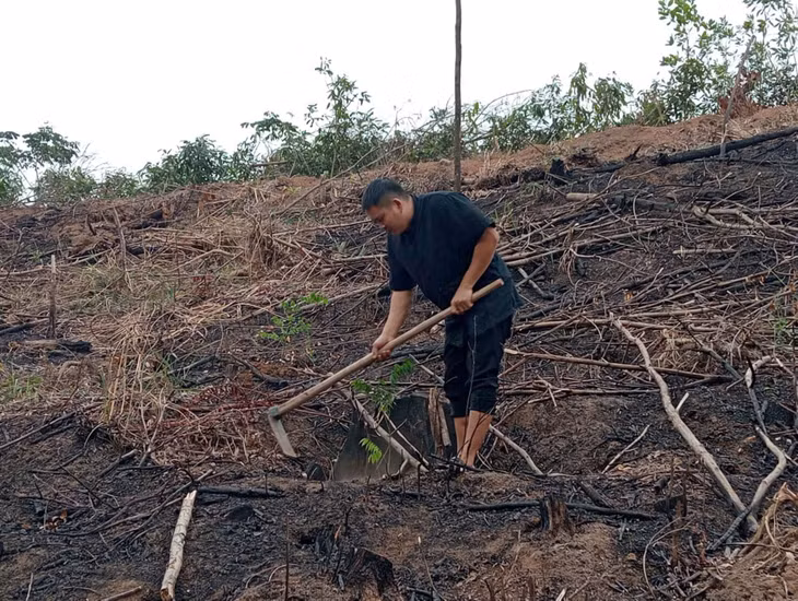 Gia đình anh Hoàng Ngọc Thanh, thôn Khe Loọng Ngoài (xã Thanh Sơn, huyện Ba Chẽ) phấn đấu hoàn thành trồng 10ha, với khoảng 4.000 cây keo và quế.