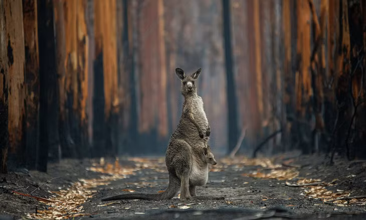 Australia xếp thứ hai với vị trí xa các khu vực đông dân trên thế giới như châu Âu, Mỹ nên người sống ở đây đều có những lý do chính đáng để định cư như sinh ra tại Australia, tìm kiếm cơ hội việc làm. Điều này khiến đất nước có tỷ lệ tội phạm thấp, đặc biệt được đánh giá cao bởi các bậc phụ huynh tham gia khảo sát.