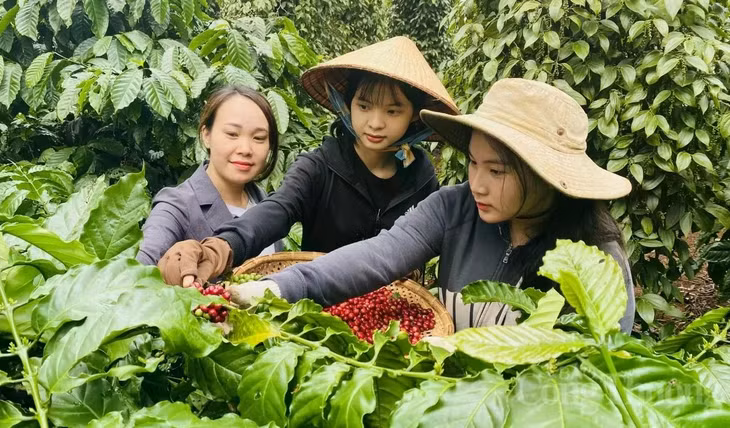Xuất khẩu cà phê 11 tháng năm 2024 thu về 4,84 tỷ USD ảnh 1