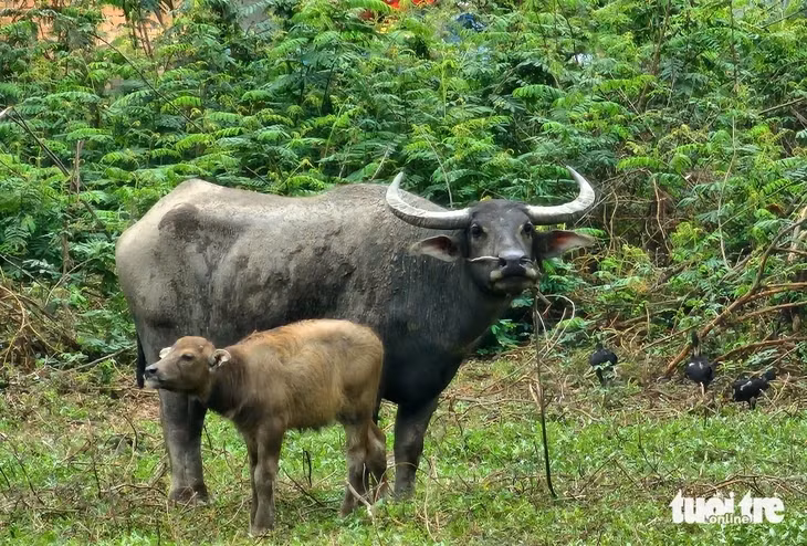 Con trâu mẹ được cho là đã húc hai người bị thương - Ảnh: NGỌC KHẢI