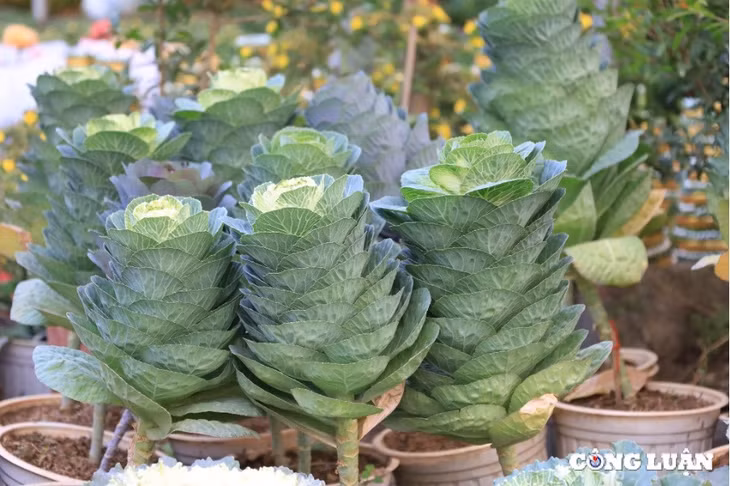 Loại hoa này có thể cắm chơi đến 1-2 tháng, người chơi biết cách chăm sóc sẽ rất bền.