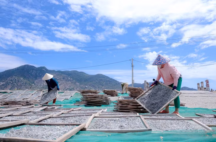 Cá cơm sau khi được các ngư dân đánh bắt về thì được phân chia thành hai nửa: một nửa đưa vào hấp, phơi khô và bán ra thị trường; một nửa được đưa vào chế biến nước mắm. Ảnh: Lữ Duy Tường