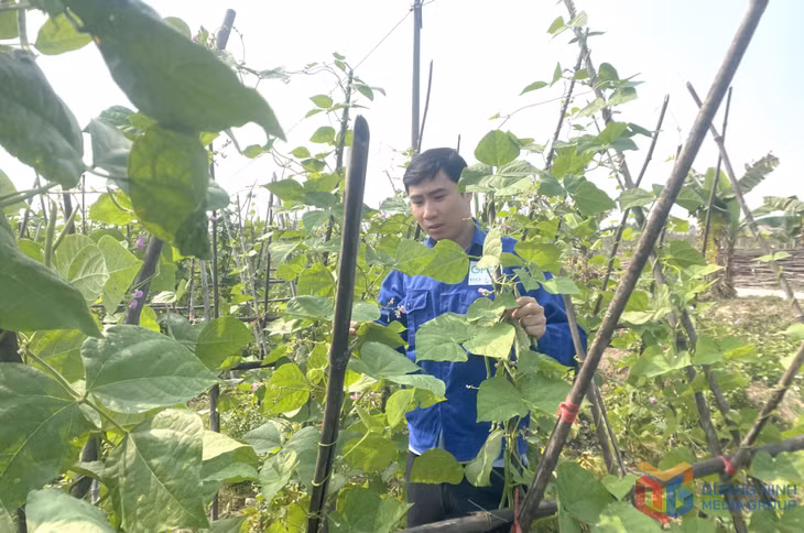 Anh Hoàng Đức Mạnh, Phó Giám đốc HTX Dịch vụ nông nghiệp chất lượng cao Hoa Phong, kiểm tra chất lượng rau trồng.