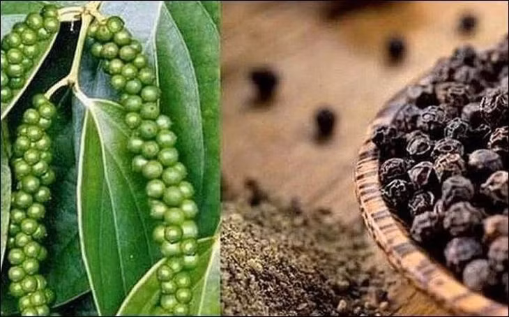 Xuất khẩu tiêu của Việt Nam năm 2024 đã thiết lập mốc kỷ lục mới, với 1,32 tỷ USD