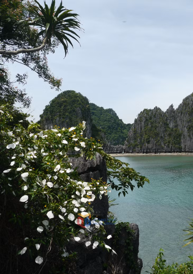 Hao Bướm bạc trên núi 