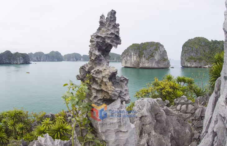 sự sống nhô lên từ đá