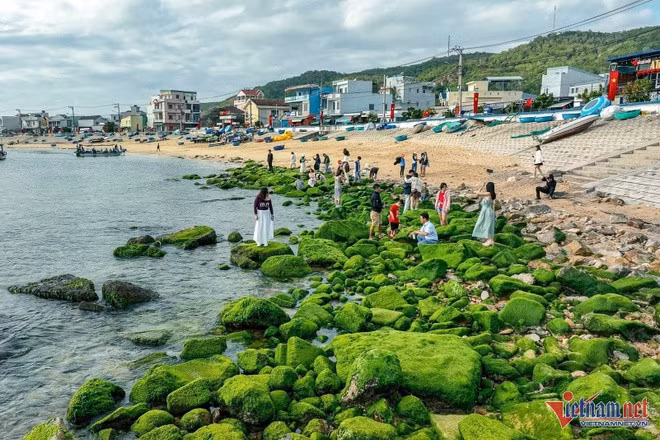 Những ngày đầu tháng 2, bãi đá uốn lượn quanh bờ kè chắn sóng ở làng chài xã Nhơn Hải phủ kín rêu xanh, thu hút đông du khách tới chụp ảnh.