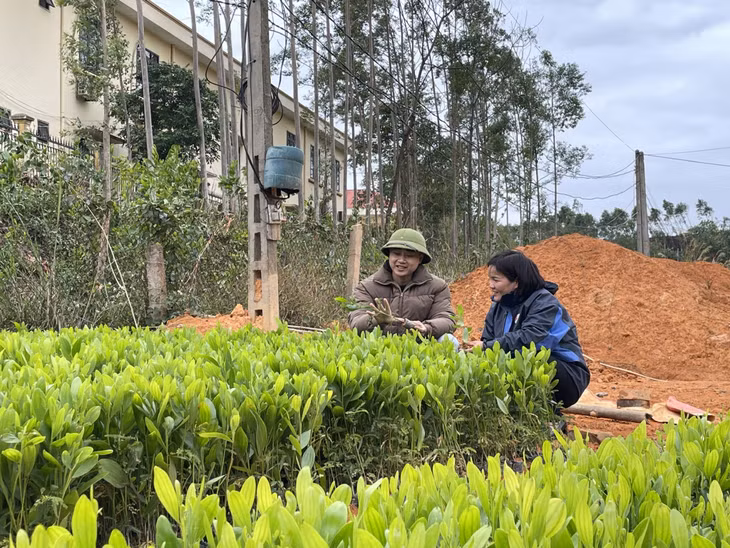 Nông dân Tiên Yên tìm mua cây giống để chuẩn bị cho mùa trồng rừng đầu năm.