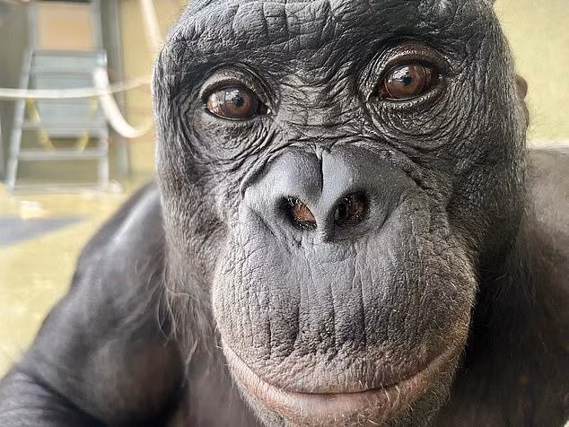 Kanzi, một trong ba chú bonobo tham gia vào thí nghiệm tìm đồ ăn trong cốc. Ảnh: Daily Mail