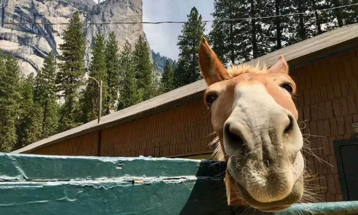 Có vẻ con ngựa ở Công viên quốc gia Yosemite (California, Mỹ) đang tạo dáng chụp ảnh. Bạn có thể thấy khối đá El Capitan phía sau nó". Ảnh: Ney Fernandes.
