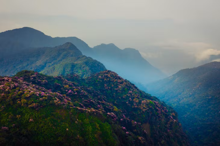 Giữa núi rừng, những khóm đỗ quyên bung nở, nhuộm sắc hồng tím lên khung cảnh hoang sơ, hùng vĩ của Putaleng. Ảnh: Nguyễn Trọng Cung