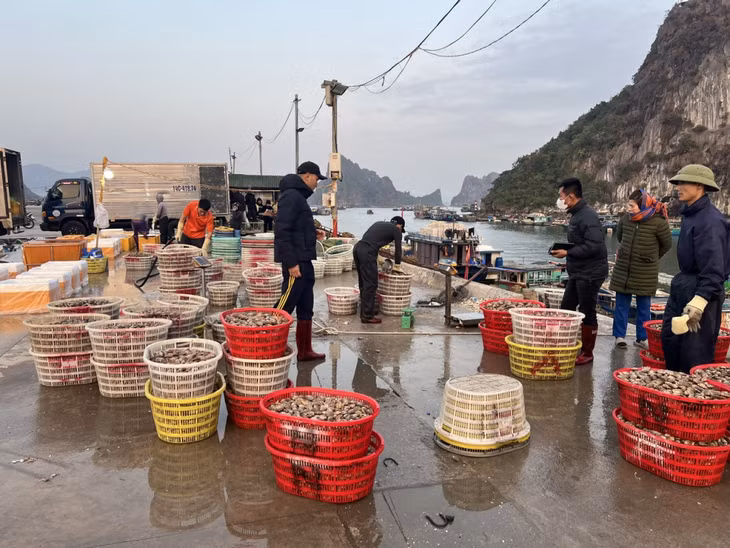 Hoạt động mua bán hải sản của các thương lái đã sôi động trở lại tại khu vực cảng Cái Rồng.
