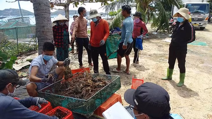 Thu hoạch tôm hùm tại làng biển Phú Dương, Xuân Thịnh, thị xã Sông Cầu.