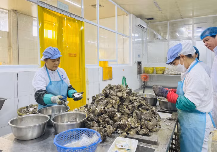 Sản xuất các sản phẩm từ hàu tại Công ty TNHH Sản xuất và Thương mại thủy sản Quảng Ninh (Bavabi).