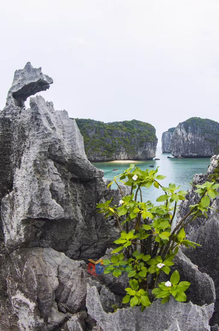 hoa núi nở đầu xuân
