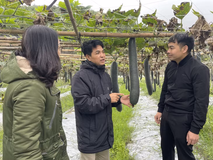 Cán bộ HND TP Hạ Long trao đổi với hội viên, nông dân xã Hòa Bình về phát triển mô hình trồng bí xanh.