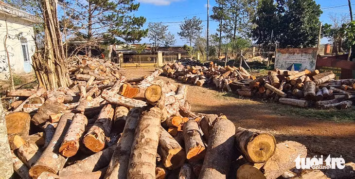 Gỗ tang vật thu giữ ở đường vành đai biên giới đưa về Hạt kiểm lâm - Ảnh: TÂM AN