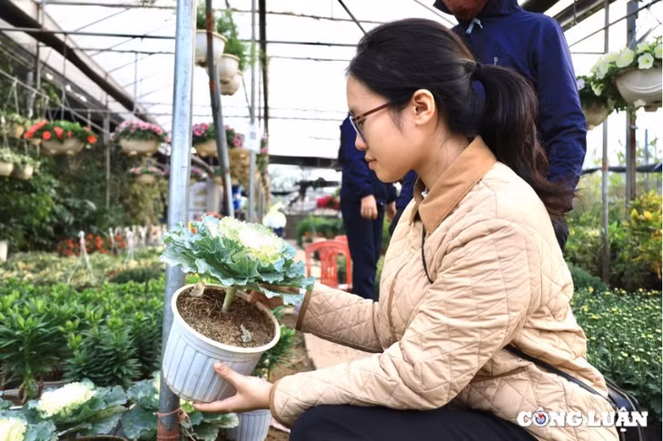 Nhiều khách hàng lần đầu thấy loại hoa này cũng tò mò ghé xem.