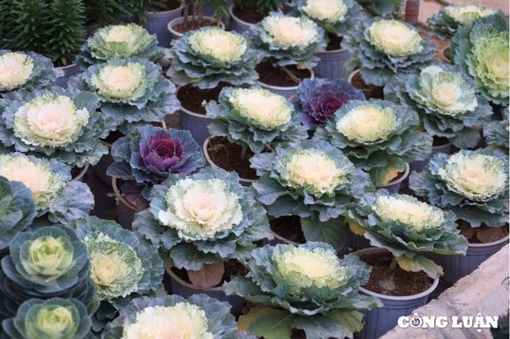 Hoa bắp cải có hình dáng độc đáo, màu sắc sặc sỡ