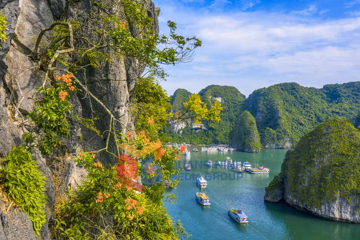 Hoa bông mộc nở trên vịnh. Ảnh: Đỗ Giang.