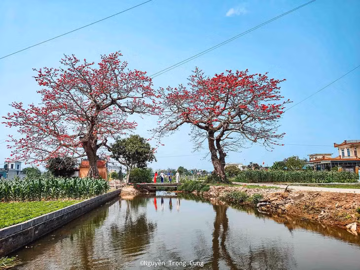Cây gạo đôi ở xã Quang Bình, huyện Kiến Xương khoe sắc hoa đỏ thắm. Ảnh: Nguyễn Trọng Cung