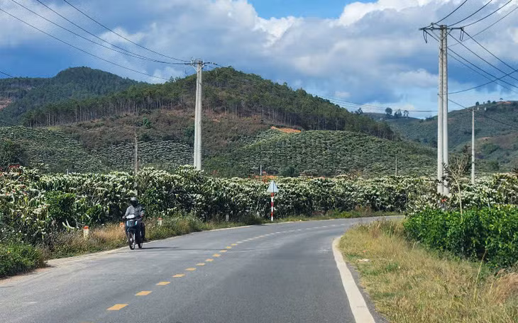 Hoa cà phê nở trắng ven những tuyến đường quanh thị trấn Đinh Văn (huyện Lâm Hà), tạo nên khung cảnh yên bình. Ảnh: T.T