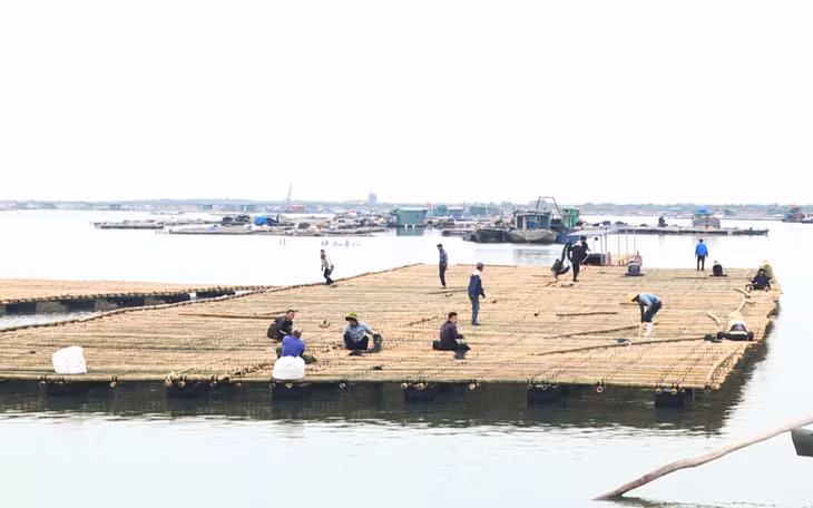 Ngư dân xã Hoàng Tân, TX Quảng Yên chuẩn bị lồng bè nuôi hàu.