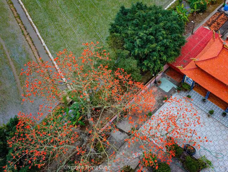 Cây hoa gạo nở đỏ rực một góc chùa Linh Sơn (huyện Đông Hưng, Thái Bình), tạo nên khung cảnh miền quê thanh bình, mộc mạc. Ảnh: Nguyễn Trọng Cung