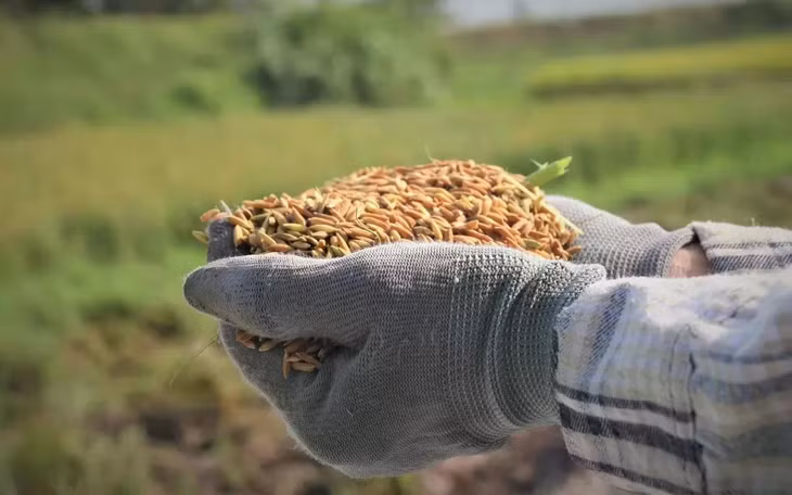 Ước khối lượng và giá trị xuất khẩu gạo tháng 1 năm 2025 đạt 500 nghìn tấn và 308 triệu USD
