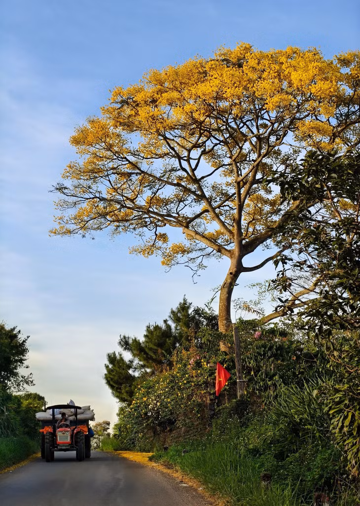 hoa phuong vang Lam Dong anh 15
