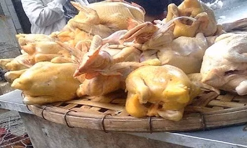 Nên chọn gà có nguồn gốc chăn nuôi rõ ràng.